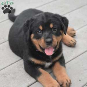 Azalea, Bernese Mountain Dog Mix Puppy